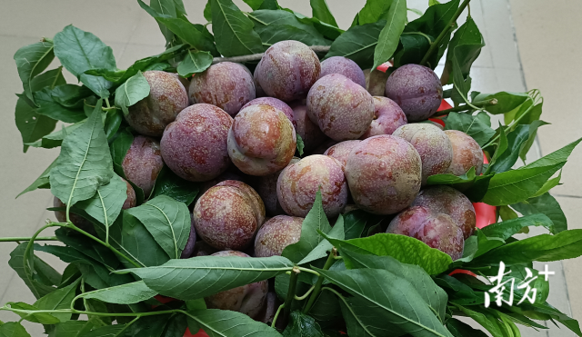 27日市场收购价每市斤16元的果品