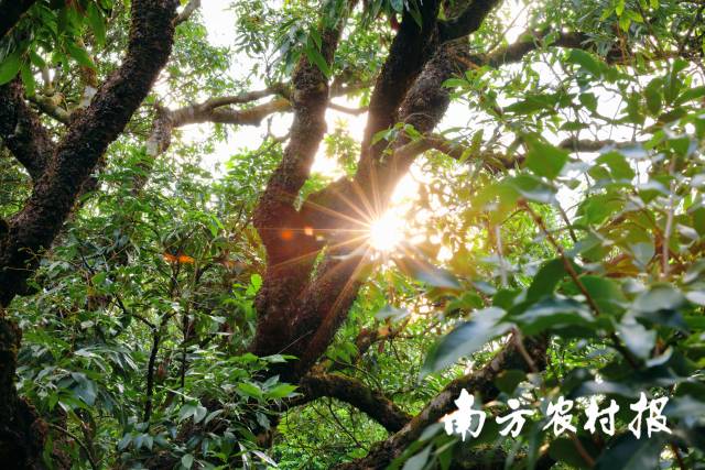 通訊員 南方農(nóng)村報(bào) 供圖