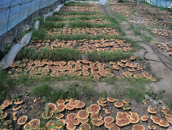 西藏白肉灵芝成为林芝地区农户增收致富的来源之一