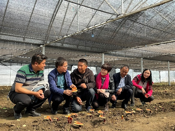西藏白肉灵芝成为林芝地区农户增收致富的来源之一