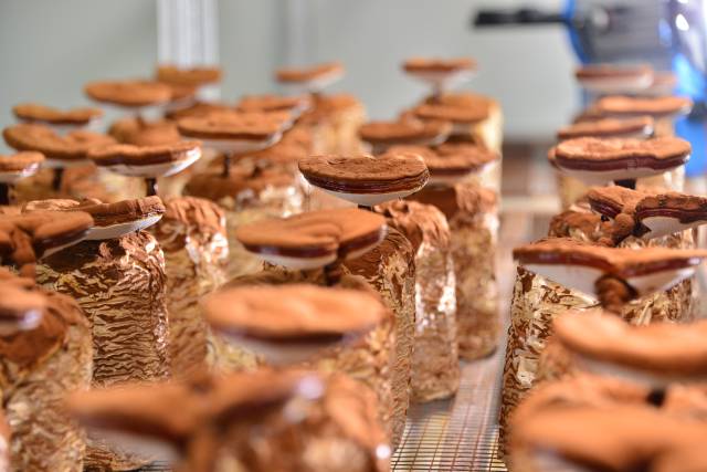 广东粤微生物科技有限公司灵芝基地