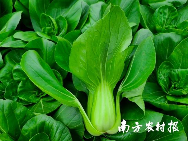 广良华冠杂交一代青梗白菜