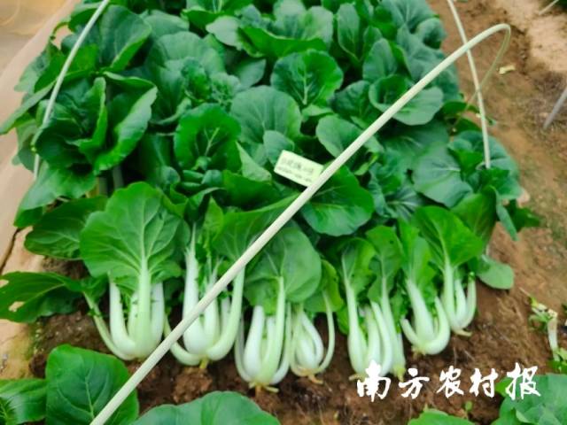 南方农村报 喻珺 拍摄