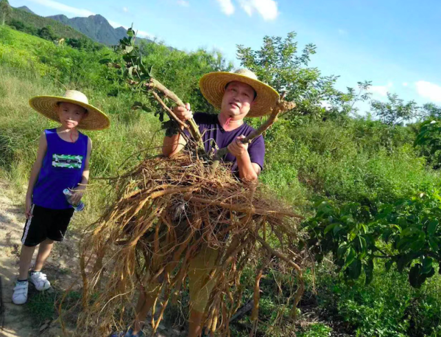 洪玮农业公司农户起获牛大力
