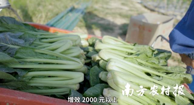 南方农村报 喻珺 拍摄