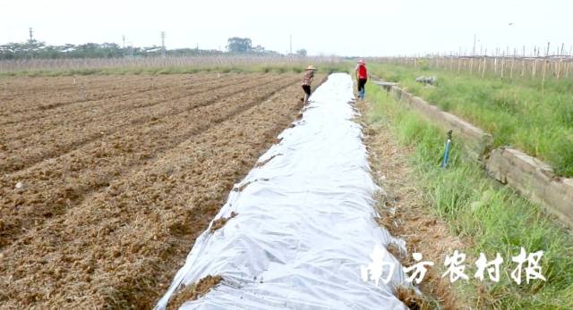 地膜覆盖 &nbsp;
