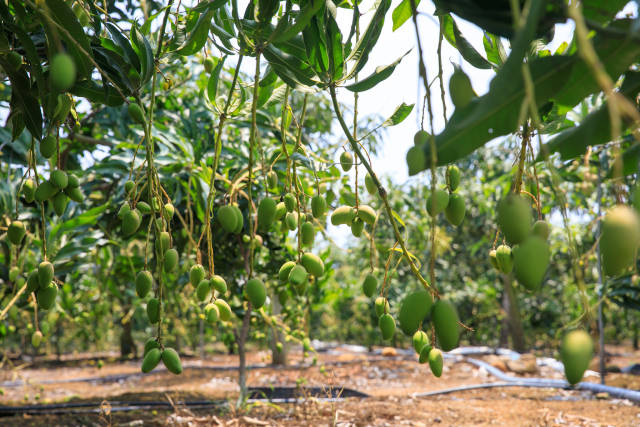 铺前村果园中,满树的芒果等待成熟.