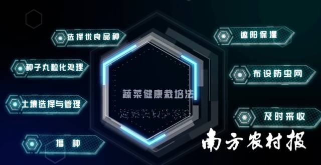 蔬菜健康栽培法整套体系  南方农村报 喻珺 拍摄