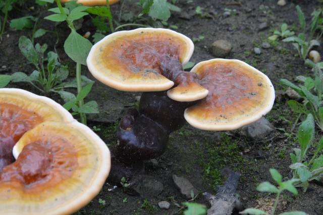 西藏林芝白肉灵芝