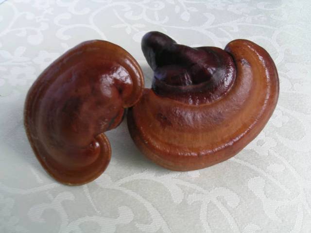 世界第一株可人工栽培的灵芝