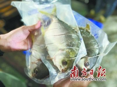 惠众水产生产的一夜埕金鲳鱼。