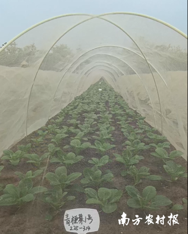 南方农村报 喻珺 拍摄