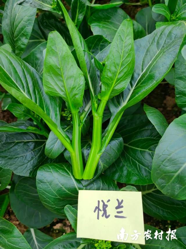 广良悦兰杂交一代菜心&nbsp;