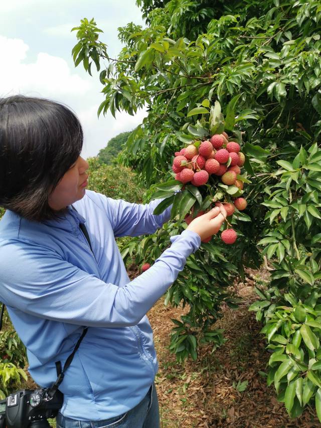 最全荔枝保鲜技术方案！助力广东荔枝“12221”市场营销