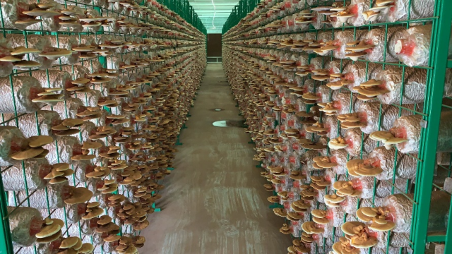 广东粤微生物科技有限公司大棚种植灵芝