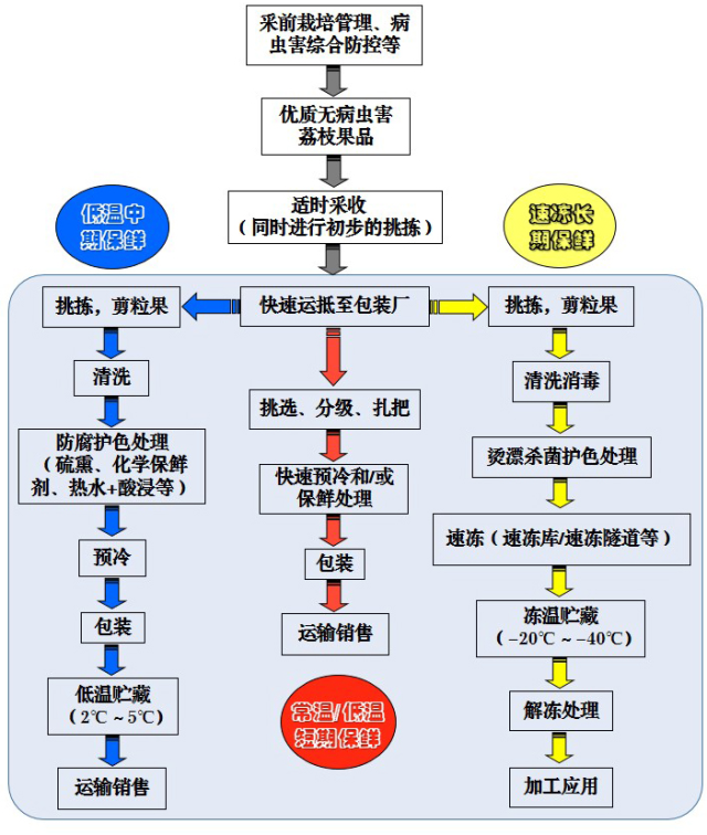 荔枝采后处理及贮藏保鲜技术方案