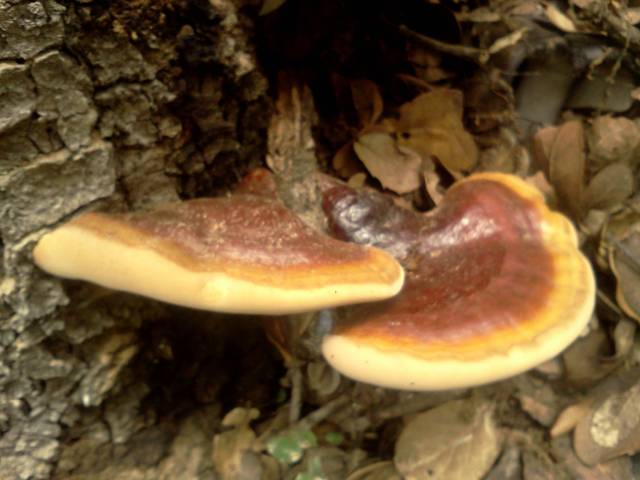 西藏林芝野生灵芝