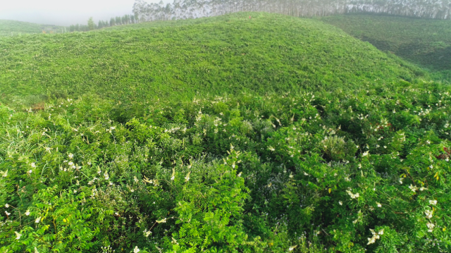 开平市牛大力产业园内遍野青绿