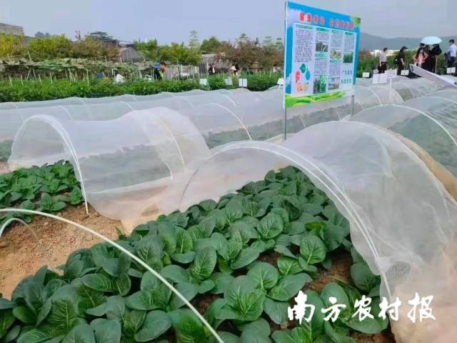 蔬菜外覆盖防虫网防止害虫种群的迁移