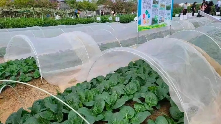 广东首创蔬菜健康栽培法，每亩增效2000元以上