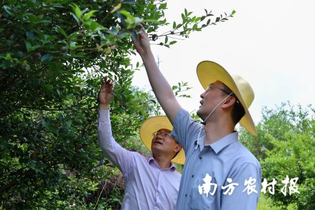 南方农村报 任峻男 拍摄