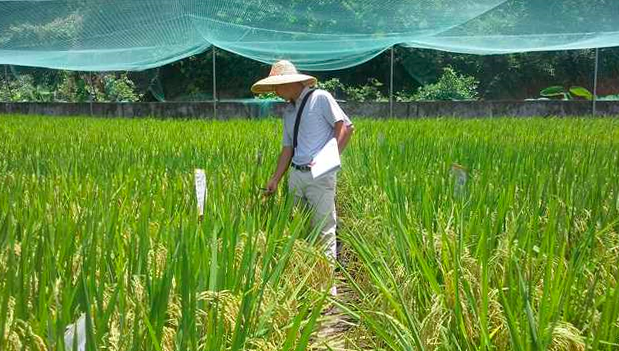 周继勇在进行水稻品种试验 