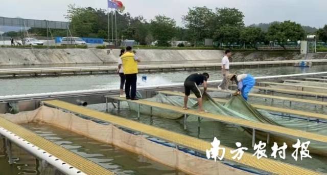 全国首单！创新性水产养殖制种育苗保险落地广州花都