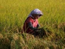 【感恩奋进这五年】广东乡村振兴“加速度”：乡村产业齐发展，农户收入有保障