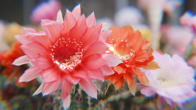 一棵多肉的北京梦