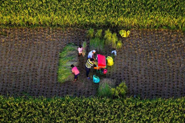 在希望的田野上