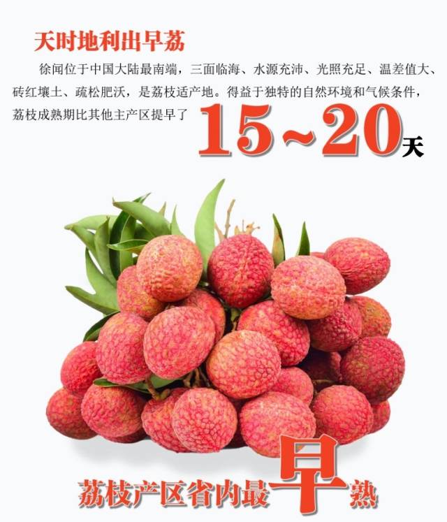指南来了！来祖国大陆最南端采购“最先 最鲜”荔枝