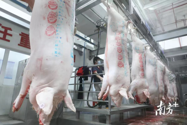 自己养猪自己吃