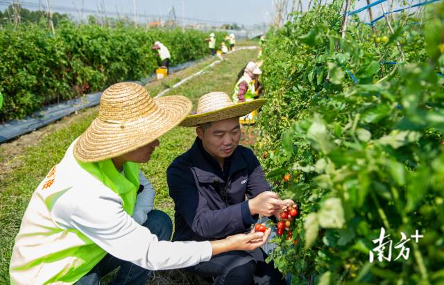 南方农村报 陈国波 拍摄