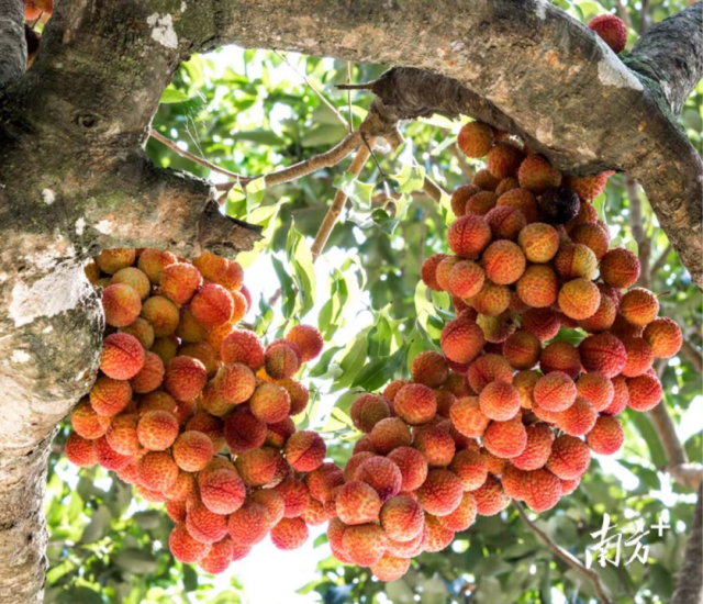 正值荔枝上市季，二季度茂名一产GDP又要继续发力了