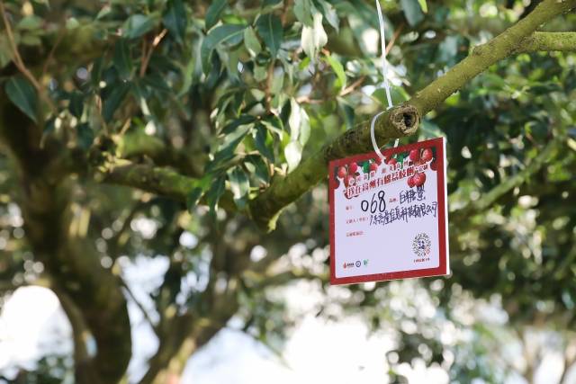 高州荔枝推出“我在高州有颗荔枝树”定制活动