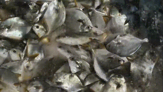 南方农村报 邓汉文 拍摄