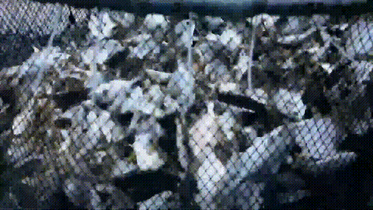 南方农村报 邓汉文 拍摄