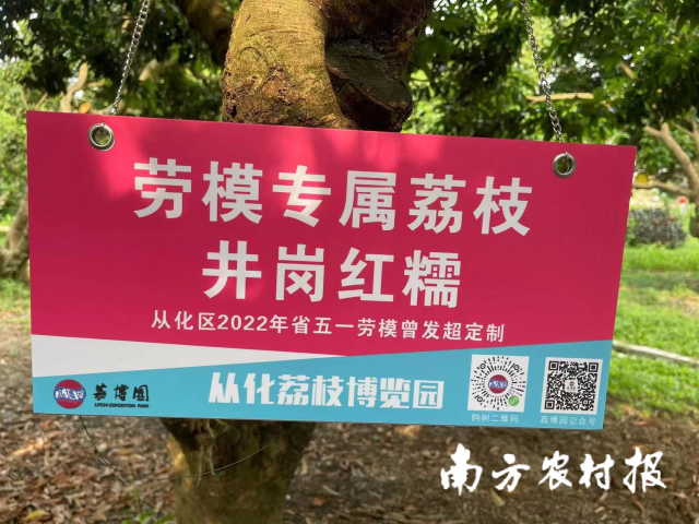 劳模专属荔枝——井岗红糯