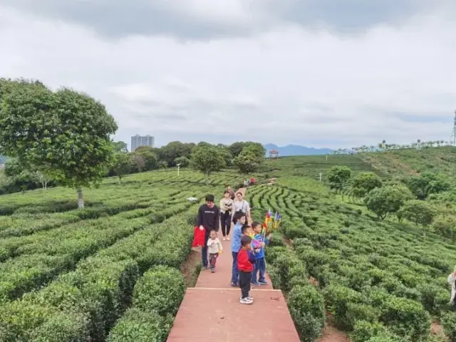 博罗柏塘乡村游受青睐：赏万亩茶园 游百年古榄园