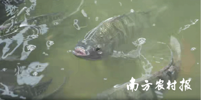 “雙循環(huán)”水產(chǎn)養(yǎng)殖系統(tǒng)可實現(xiàn)高密度養(yǎng)殖,。