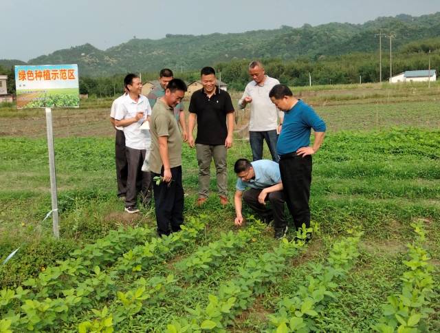 程艷波博士與司前鎮(zhèn)委陳建興書記一起察看綠色種植示范區(qū)大豆生長(zhǎng)情況,。