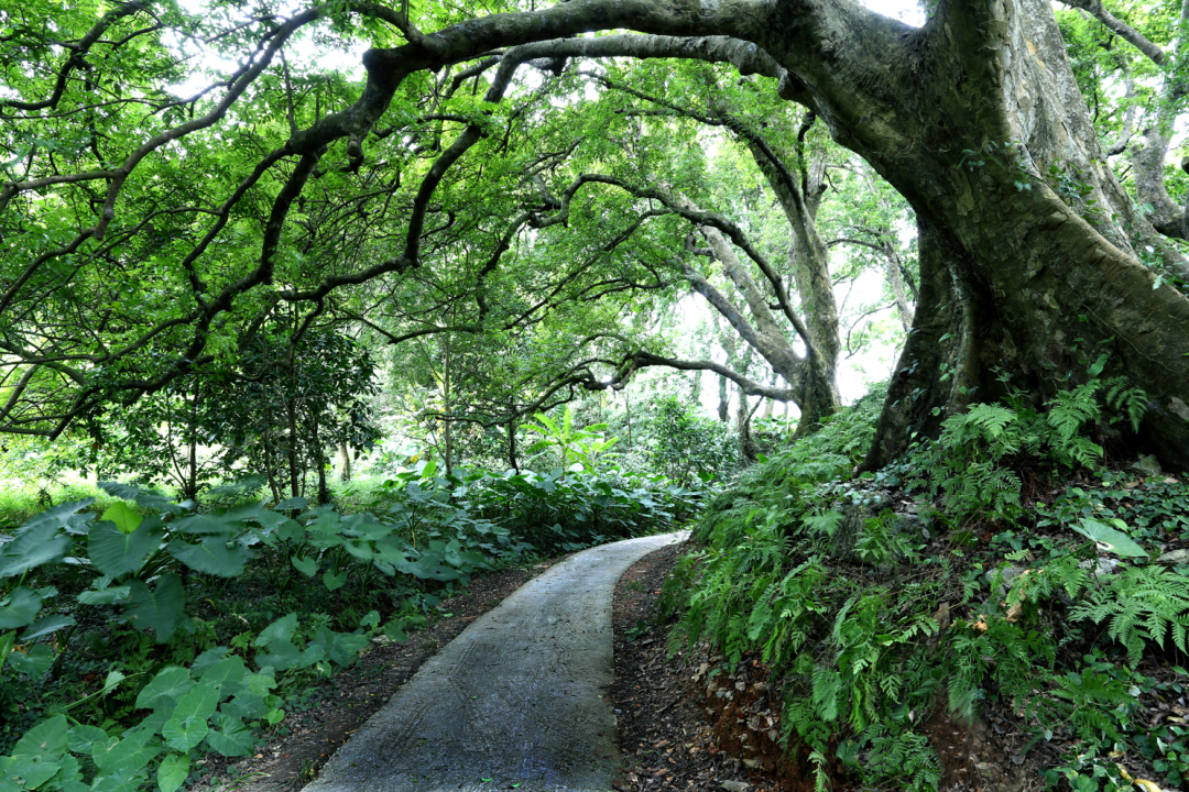 罗源镇古树主要以仁面子树为主，生长着100多棵仁面子树，形成了石寨村仁面子古树群。  