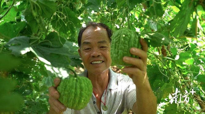 南海狮山谭边村，大顶苦瓜正当季。戴嘉信摄