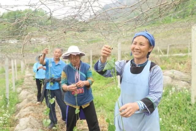农户种植瓜蒌。
