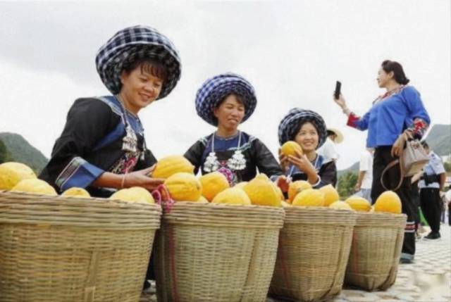 镇宁瓜蒌收获场景。