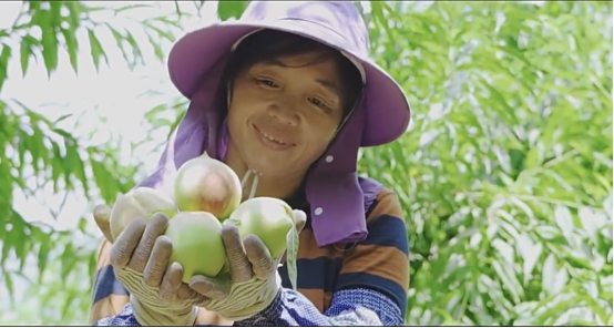 河源市上坪鹰嘴蜜桃