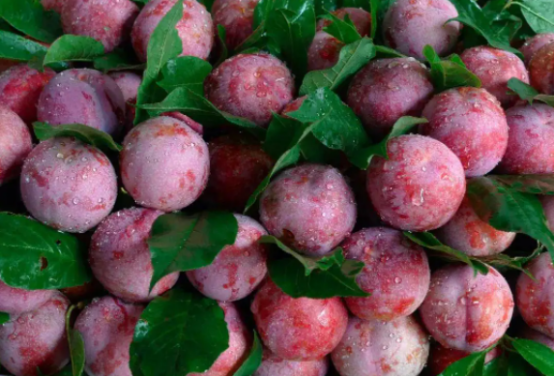 茂名信宜市钱排三华李