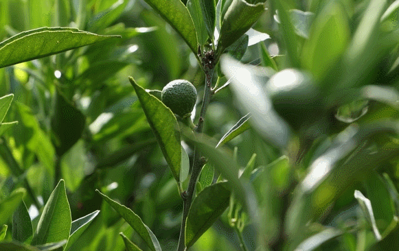 南方农村报 nfncb  拍摄