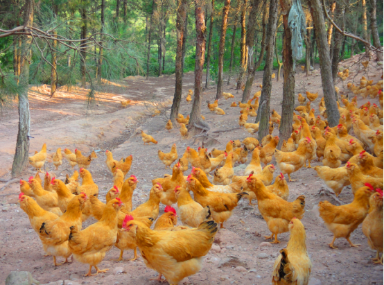 博罗石坝三黄胡须鸡