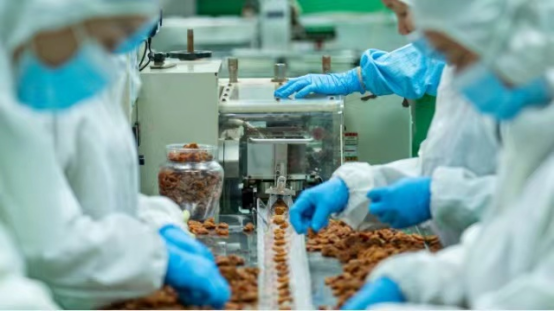 普宁高埔镇青梅干加工车间